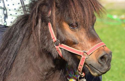Ferienwohnung Süderfeld - Foto 11