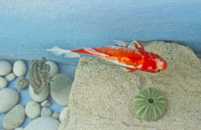 Flower Pot Complex - Foto 42