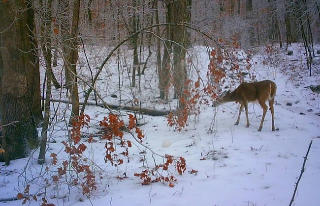 Hickory Hill Cabin Rentals - Foto 44