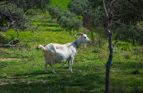 Villa Paulina - Foto 46