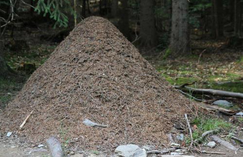 Apartment am Nationalpark Bayerwald - Foto 36