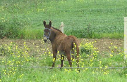 Agriturismo Capuano - Foto 42