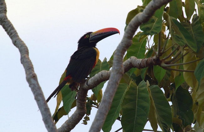 Luxe 4 Bdrm Villa w Epic Oceanview Infinity Pool - Foto 60