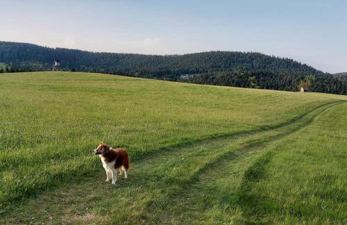 Ferienwohnung Auerhahn - Foto 10