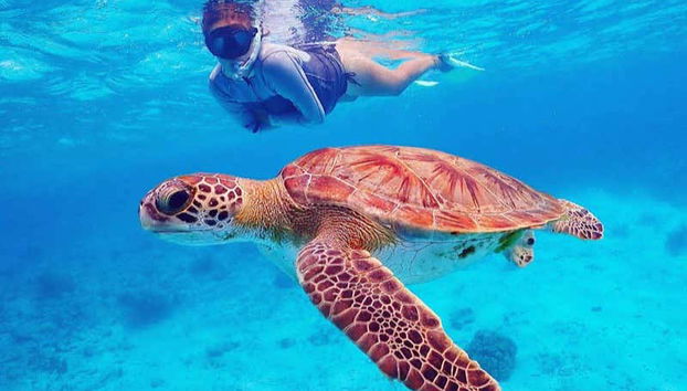Una mujer practicando snorkel en las aguas de la isla Bonaire