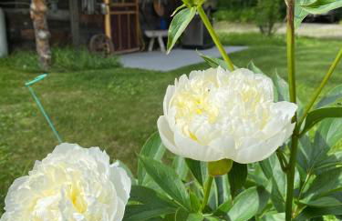 Talkeetna Gardens, Cabins & Cottages - Foto 29