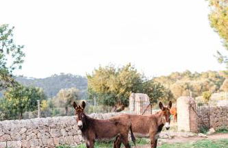 Finca Es Cabas - Foto 49