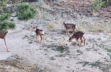 Rustic Treehouse - Foto 12