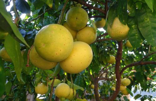 Apartments Villa Hansal - Photo 12