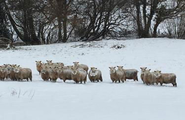 Jacks Cottage - Foto 27