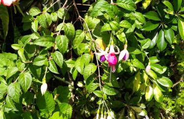 Aluguel Temporada em Gramado - Photo 21