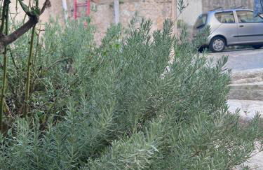 La Rosa dei Monti Iblei 1 - Foto 8