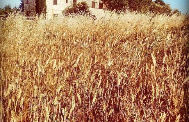 Fonte Pecciano 1856 - Photo 28