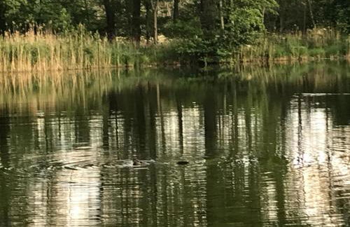 Ferienwohnung Ortrand - Pension - Foto 42