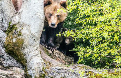 Apartments bei Familie Liebl - Foto 2