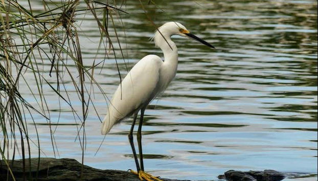 Faune de la lagune de Tres Palos