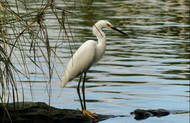 Excursion to Tres Palos Lagoon & Crocodile Reserve - Foto 2