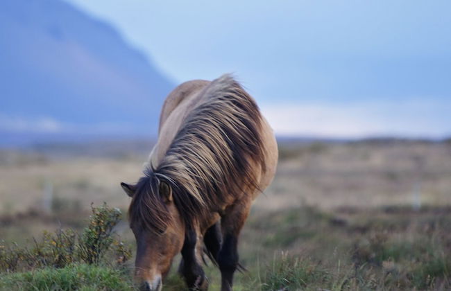 Hestaland Riverside Cottage - Foto 21