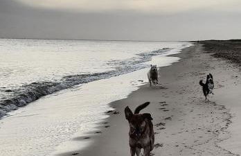 Dune Cottage - Foto 16