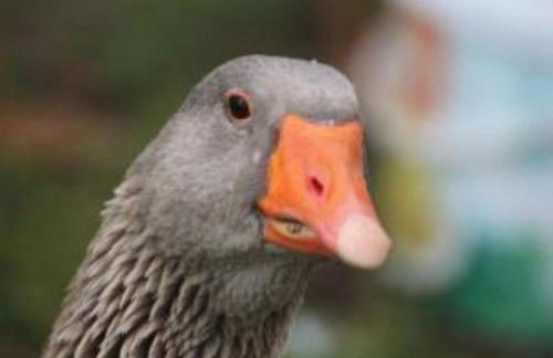 Fewo 13 Ferienwohnung Ziegenheim auf dem Bauernhof - Foto 7