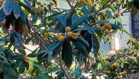 Casa vacanze Il Nespolo - Foto 2