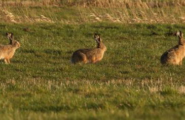 Haus Horizont - Foto 60