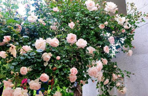 Apartments Kero NEW value 2023 fully AC - Foto 21