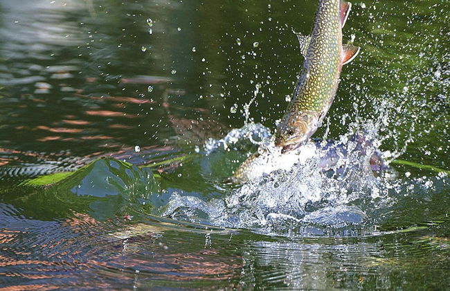 Apartment in a Charming Location on Forellenhof, Zorn Valley, Dabo - Foto 34