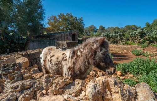 Finca Agroturismo Sa Cova den Borino - Photo 154