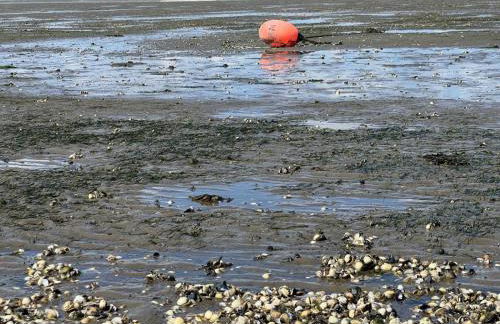 Grommy`s 2 Eckwarden - Foto 42