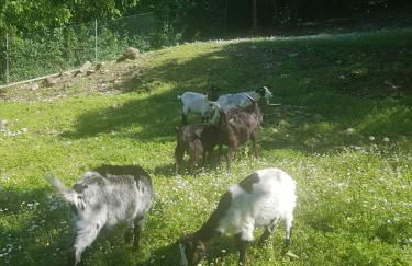 Agriturismo scannaporco - Foto 8