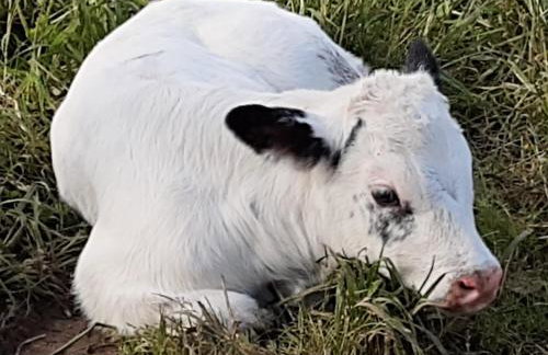 Vistas al Sueve - Foto 20