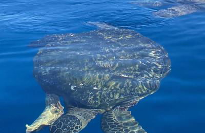 Molokai Island Retreat with Beautiful Ocean Views and Pool - Newly Remodeled! - Foto 43