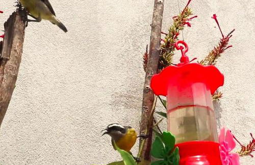 Recanto dos Pássaros - Photo 39