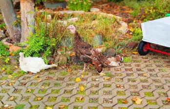 Żurawisko - Domki wśród natury - Foto 7