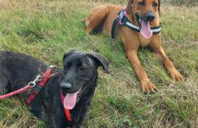 Aux couleurs de la terre d'oc - Foto 3