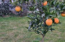 Apartamentos Les Texuques II - Foto 10