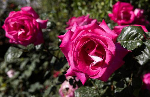 Villa Falkoni II - Foto 34