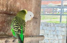 Flat Hotel Fazenda Monte Castelo Gravatá Bezerros - Foto 42