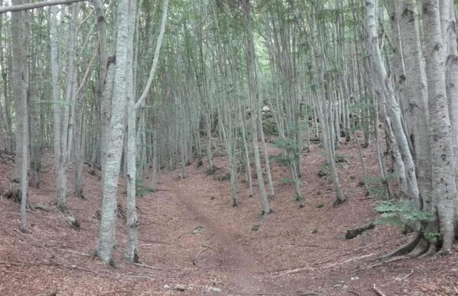 Apartment in Casola Near Torre di Casola - Foto 38