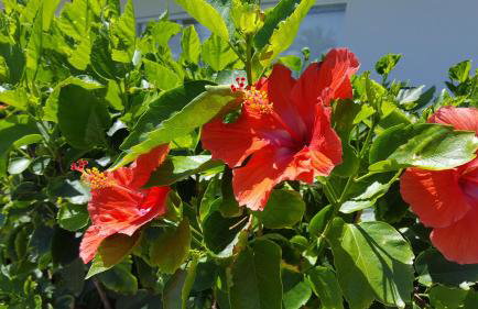 Sunrise Ocean Suites - Photo 23