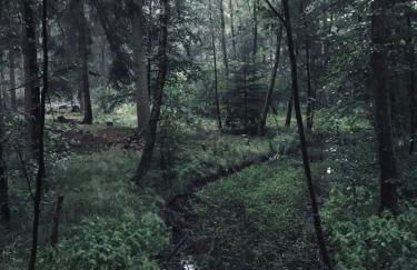 Auszeit auf dem Land im Forsthaus Hohe Heide - Foto 17