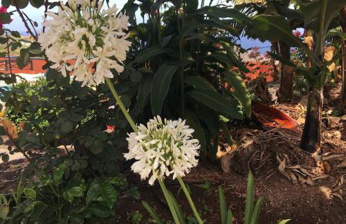 Finca La Romera - Foto 14