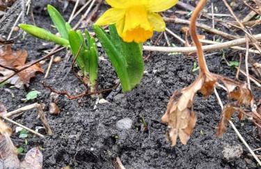 Rose Cottage, 2 Bedroom Cottage with character, near Southwold - Photo 37