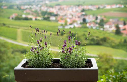 Burggarten Appartements Neuleiningen - Foto 46