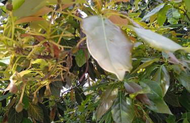 Mar de flores - Foto 8