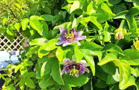 VILLA Castel del Monte PINOCCHIO story by COLLODI - Foto 16