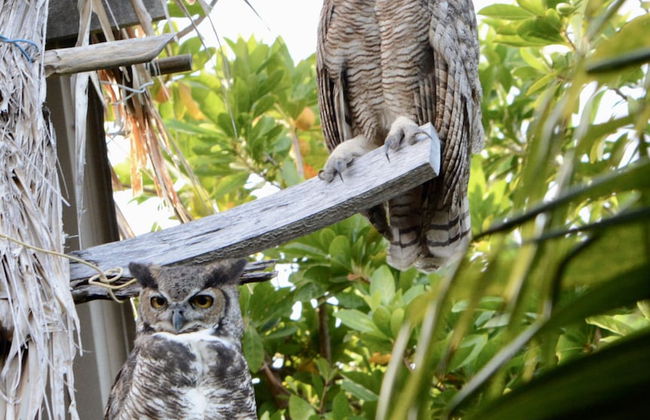 Xanadu Island Resort - Foto 74