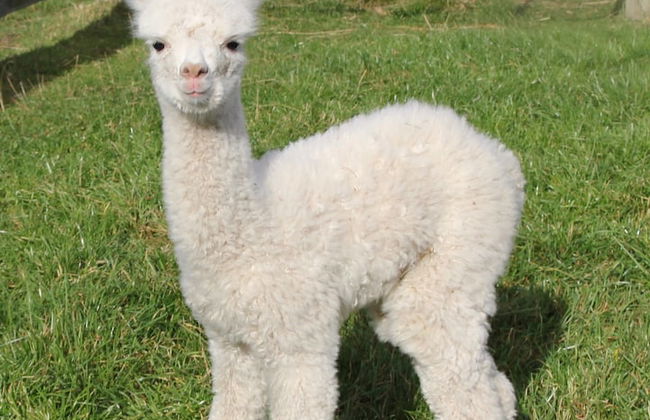 Silverstream Alpaca Farmstay and Tour - Foto 25
