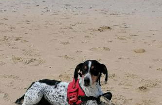 Le grand Houx - Foto 61